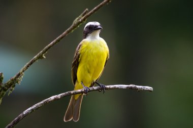 büyük kiskadee bir dal üzerinde tünemiş