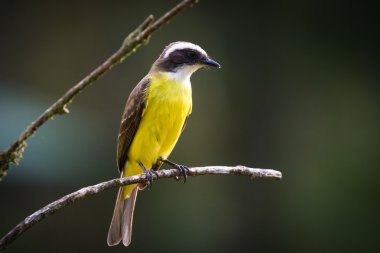 büyük kiskadee bir dal üzerinde tünemiş