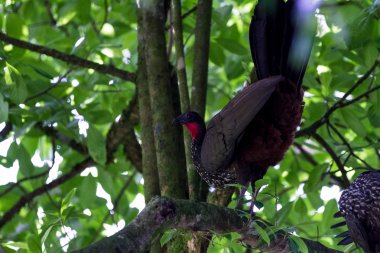 tropikal vahşi Türkiye