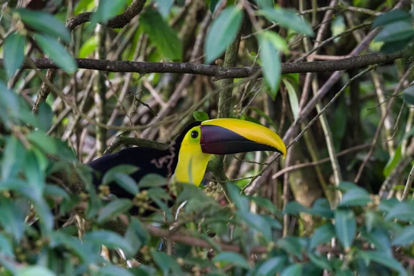 Kasztan mandibled toucan - Ramphastos ambiguus swainsonii — Zdjęcie stockowe