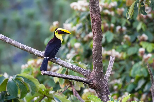 Kasztan mandibled toucan - Ramphastos ambiguus swainsonii — Zdjęcie stockowe