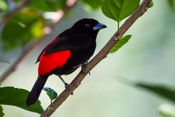 Scarlet zpěvavý tanager nebo si Passerini Tanager — Stock fotografie