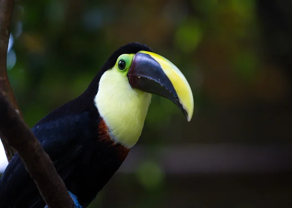 Каштановый мандариновый тукан - Ramphastos ambiguus felsonii — стоковое фото