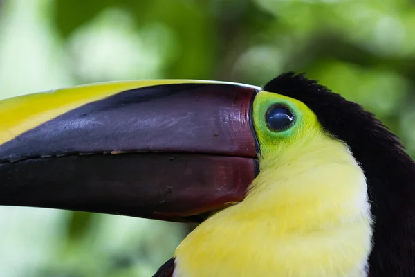 Chestnut mandibled toucan - Ramphastos ambiguus swainsonii — Stock Photo, Image