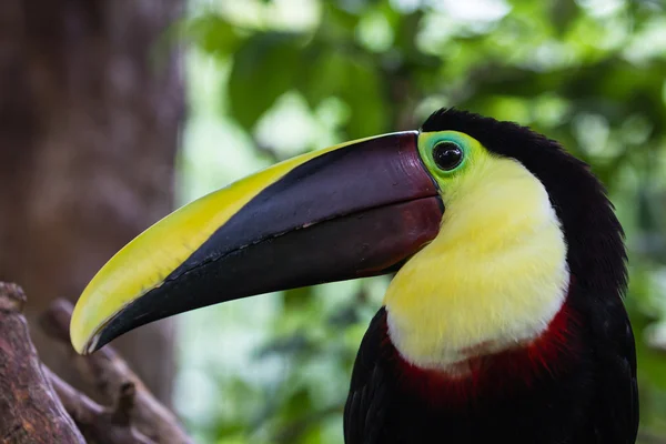 Kasztan mandibled toucan - Ramphastos ambiguus swainsonii — Zdjęcie stockowe