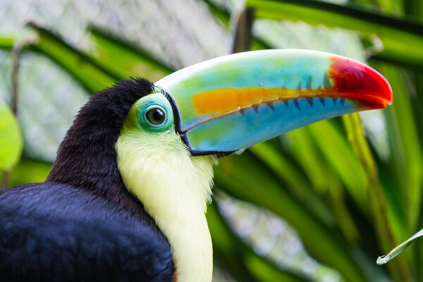 Keel billed toucan - ramphastos sulfuratus