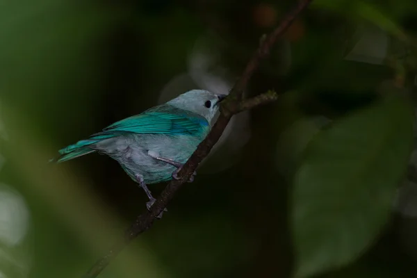 Blue-gray tanager - thraupis episcopus — Stock Photo, Image