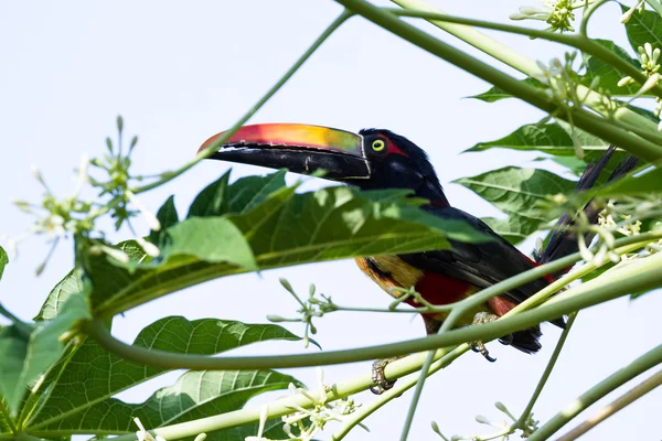 Flammefakturert aracari - Pteroglossus frantzi – stockfoto