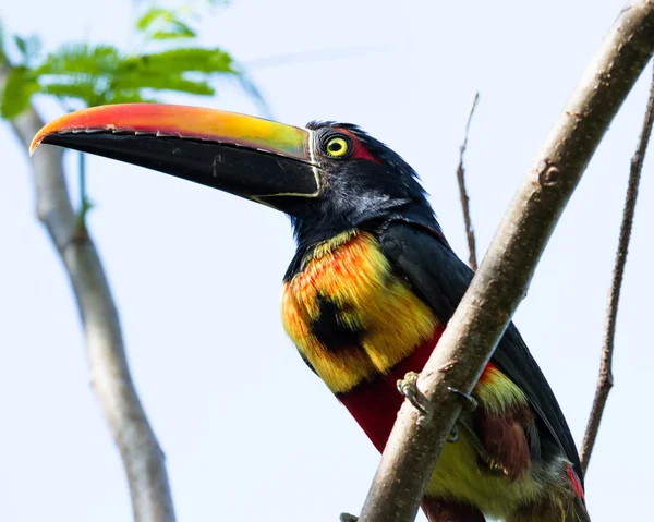 Φλογερό χρεωθεί aracari - Pteroglossus ΦΡΑΝΤΖΗ — Φωτογραφία Αρχείου