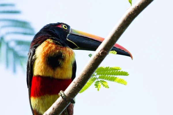 Aracari facturado con fuego - Pteroglossus frantzi — Foto de Stock