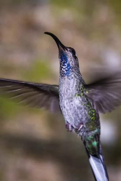 Close up van een kolibrie — Stockfoto