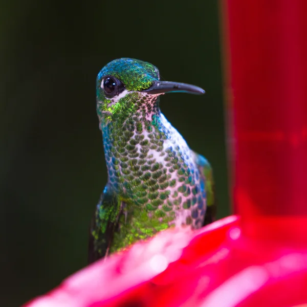 Vit-necked jakobinska - Florisuga mellivora — Stockfoto