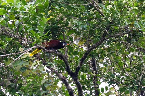 Oropendola en Costa Rica —  Fotos de Stock