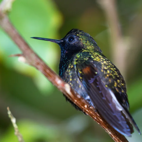 Fekete hasas kolibri - Eupherusa nigriventris — Stock Fotó