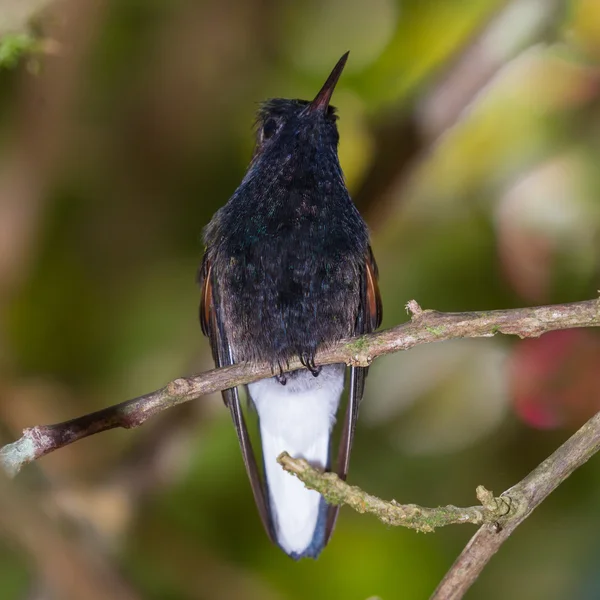 黑色的大腹便便的蜂鸟-Eupherusa nigriventris — 图库照片