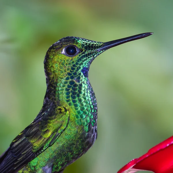Grön violett-örat - Colibri thalassinus — Stockfoto