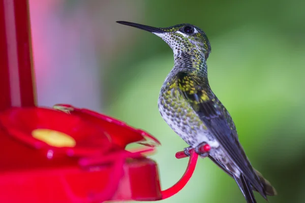 Vit-necked jakobinska - Florisuga mellivora — Stockfoto