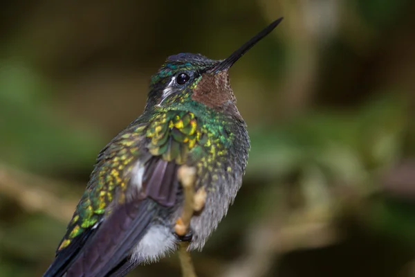 Fekete hasas kolibri - Eupherusa nigriventris — Stock Fotó