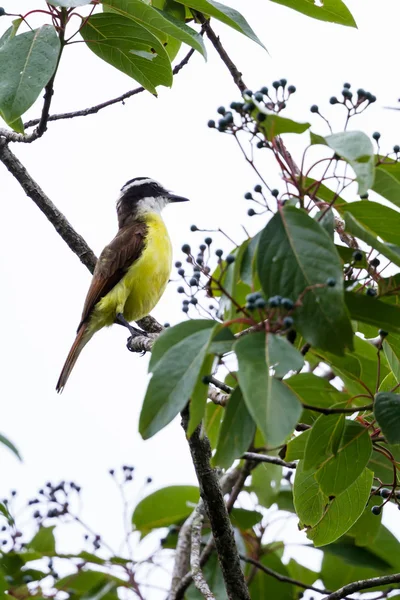 Great kiskadee in Costa Rica — Stock Photo, Image