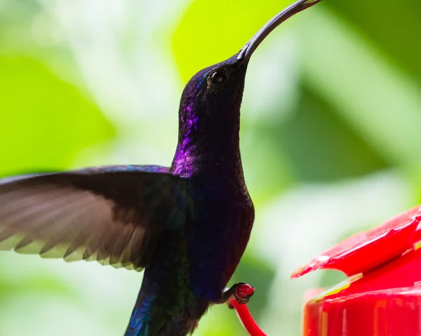 Violet sabrewing hummingbird - campylopterus hemileucurus — Stockfoto