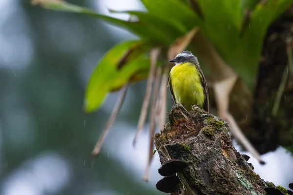 Große kiskadee in costa rica — Stockfoto