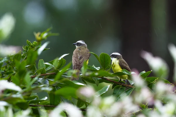 Gran kiskadee en Costa Rica — Foto de Stock