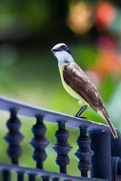 Grande kiskadee in Costa Rica — Foto Stock