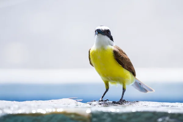 Große kiskadee in costa rica — Stockfoto