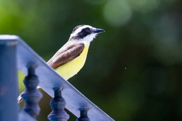 Grande kiskadee em Costa Rica — Fotografia de Stock