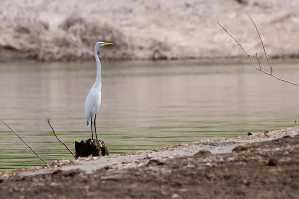 Guindaste branco no lago Arenal — Fotografia de Stock