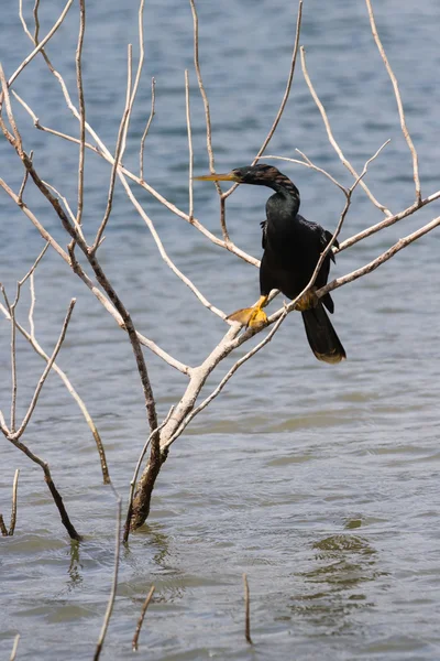 Great cormorant in Arenal Lake — Stock Photo, Image