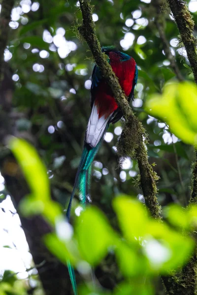 Quetzal resplandecente - Pharomachrus mocinno — Fotografia de Stock