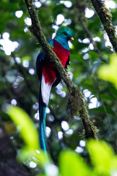 Quetzal resplandecente - Pharomachrus mocinno — Fotografia de Stock