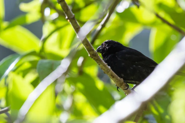 Oiseau noir à Arenal — Photo