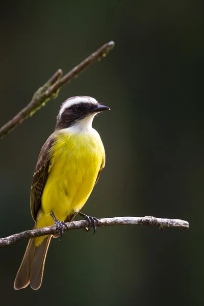 Grande kiskadee arroccato su un ramo — Foto Stock