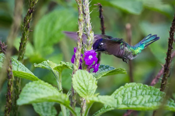 Lila-throated Mountain-gem táplálkozó virágok — Stock Fotó