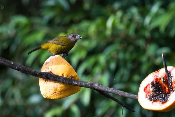 Gri baş ve zeytin vücut ile küçük kuş — Stok fotoğraf