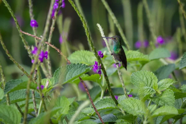 Hummingbird bertengger di batang berbunga — Stok Foto