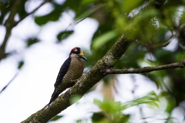 Black cheeked woodpecker-Melanerpes pucherani — стоковое фото