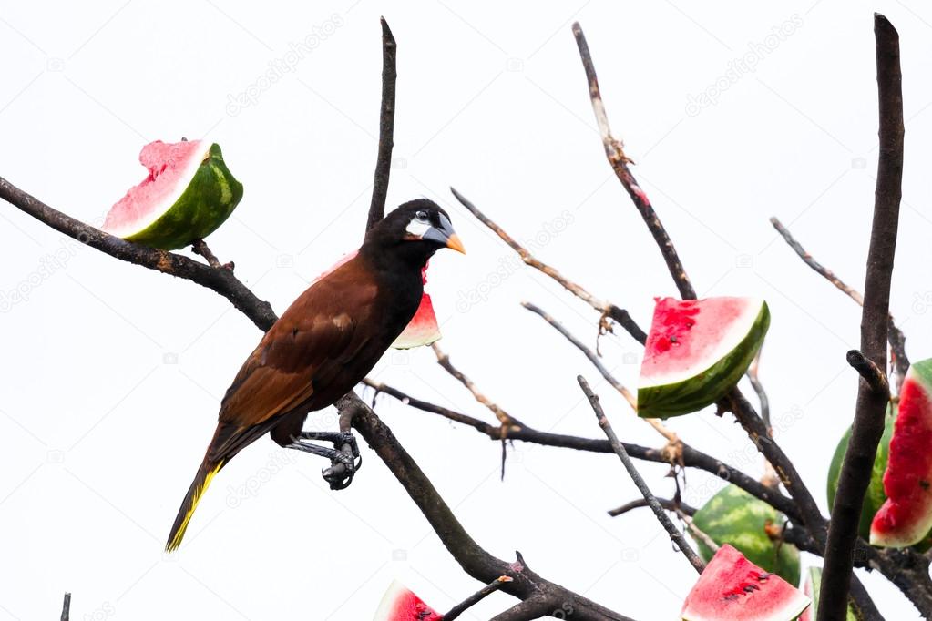 Oropendola in Costa Rica