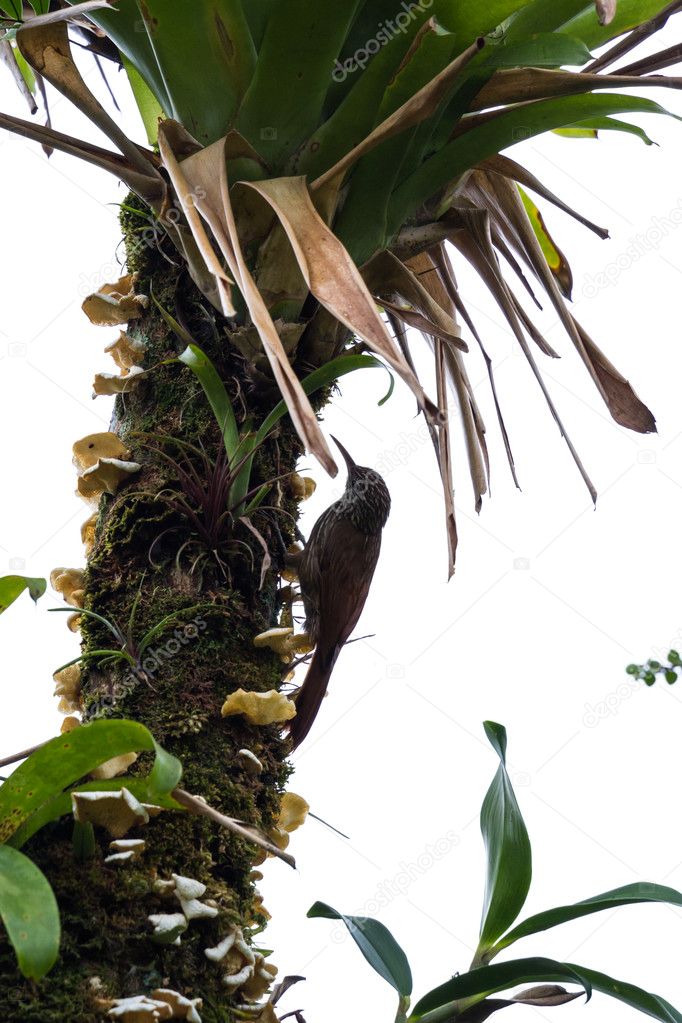 female woodpecker on a tree
