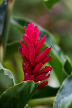 vahşi kırmızı zencefil