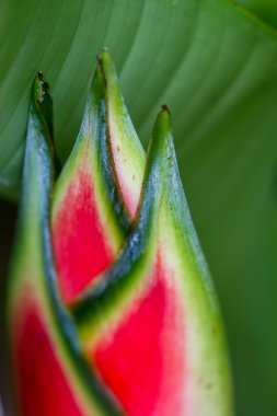 Parrot Çiçek - heliconia 