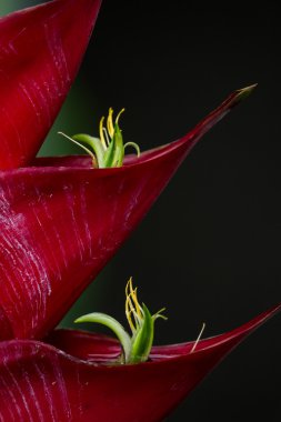 Parrot Çiçek - heliconia 