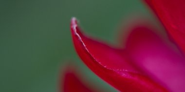 Düzensiz Zencefil bloom makro