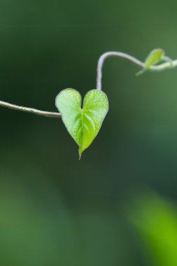 kalp şeklinde yaprak
