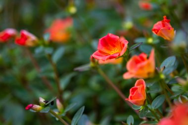 Semizotu çiçek - semizotu