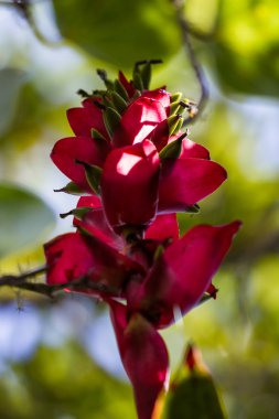 yağmur ormanlarında asılı çiçek 