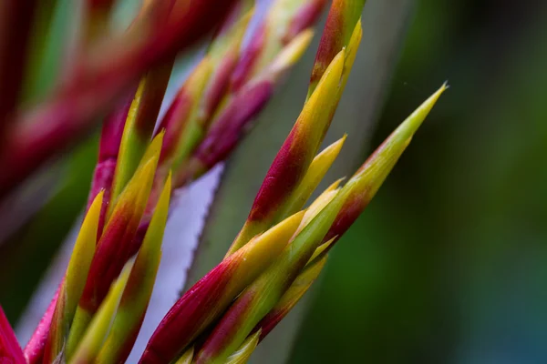コスタリカの熱帯植物 — ストック写真