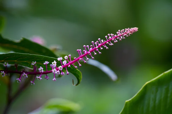 Tropikalne Alkiermes, Phytolacca icosandra — Zdjęcie stockowe